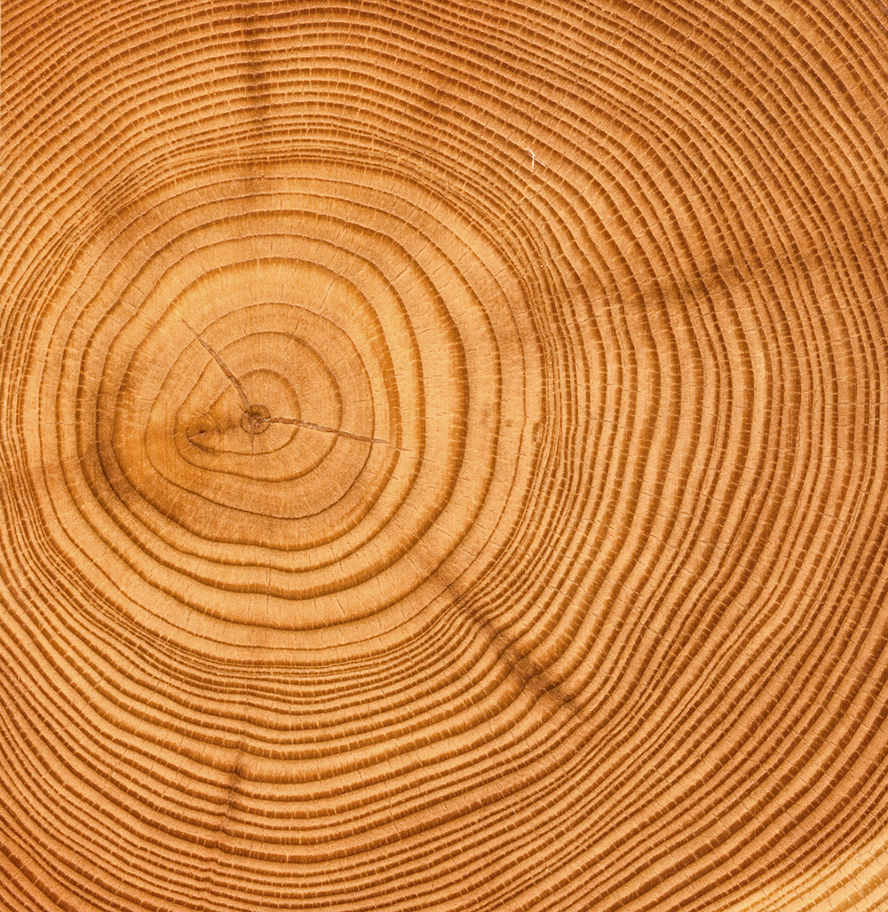 Tree trunk close-up displaying annual rings