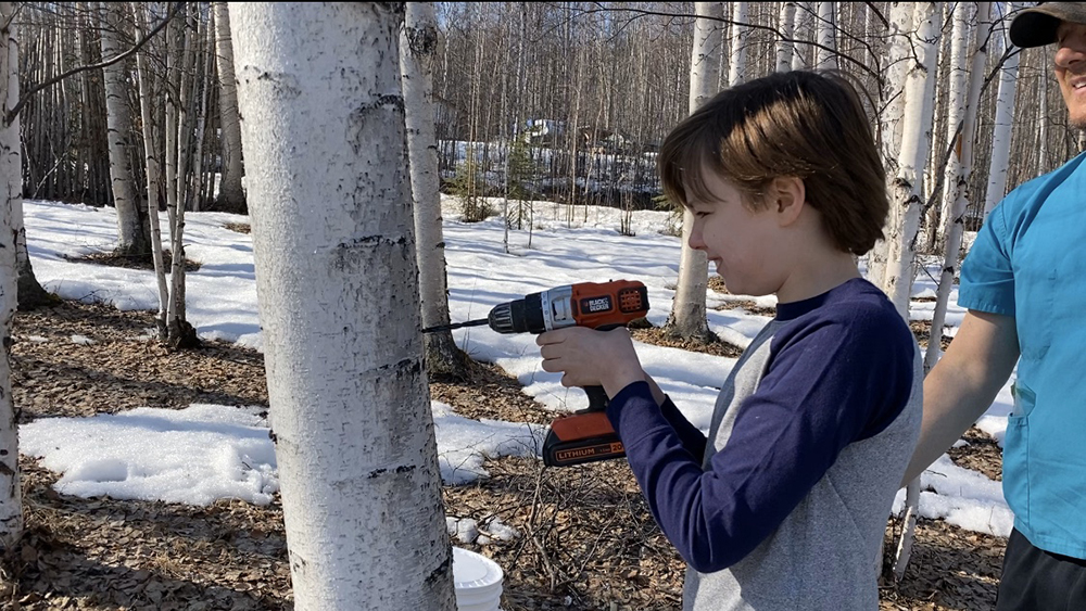 Two people preparing birch tree for sap tapping