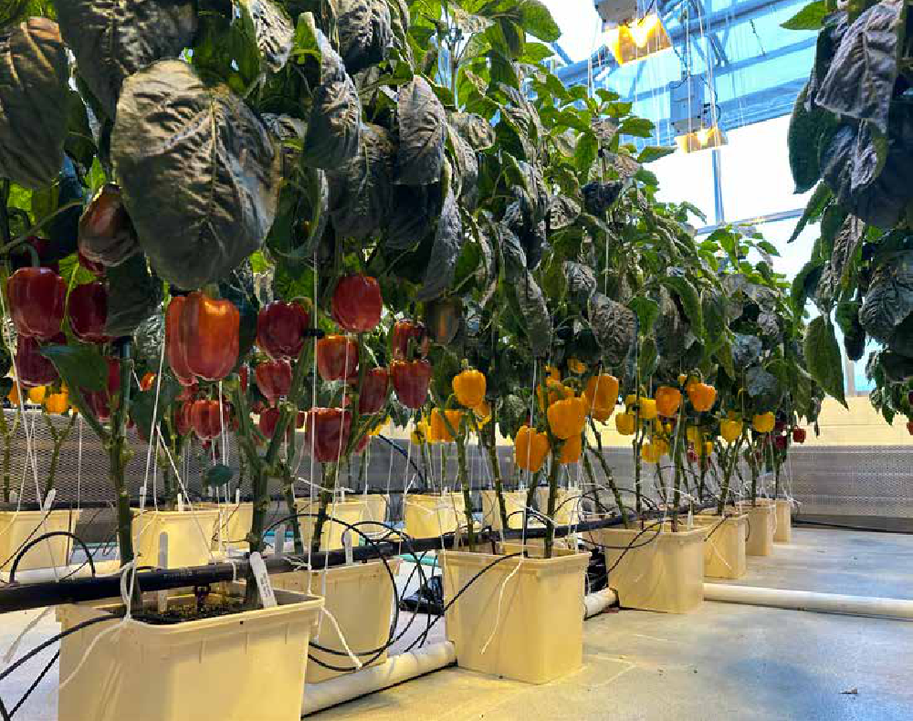 A greenhouse filled with various potted plants, including red and yellow bell peppers