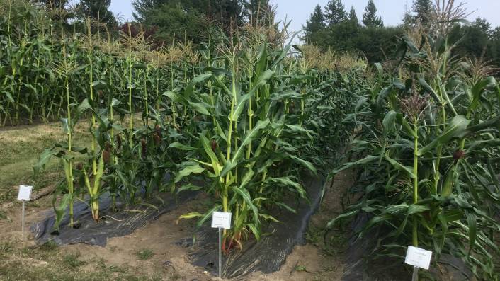 Field of corn with labeled signs