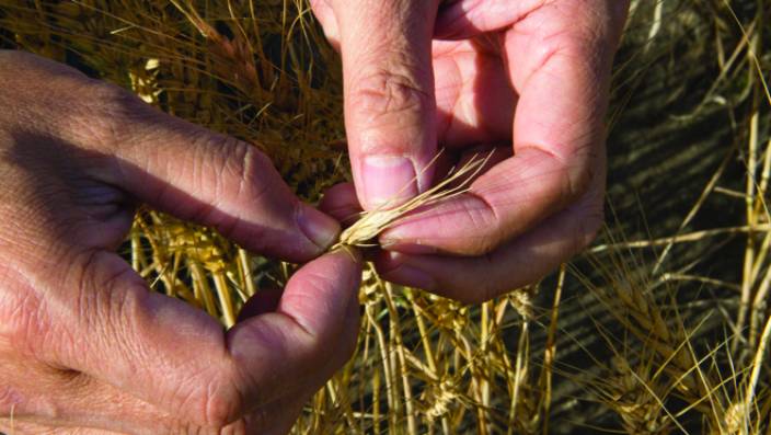 A person holding a piece of wheat in their hand