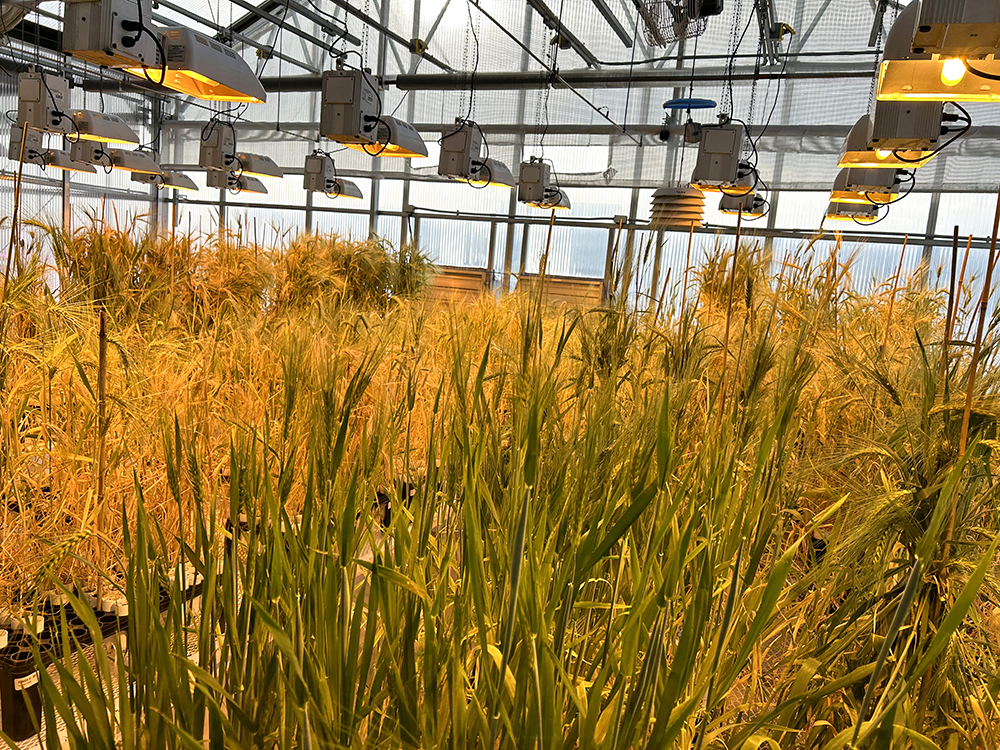 A greenhouse filled with barley and bright lights