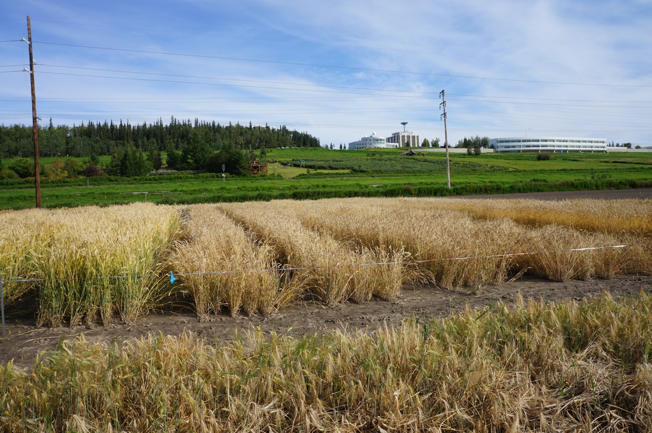 Photo of wheat growing in a field with UAF campus behind it