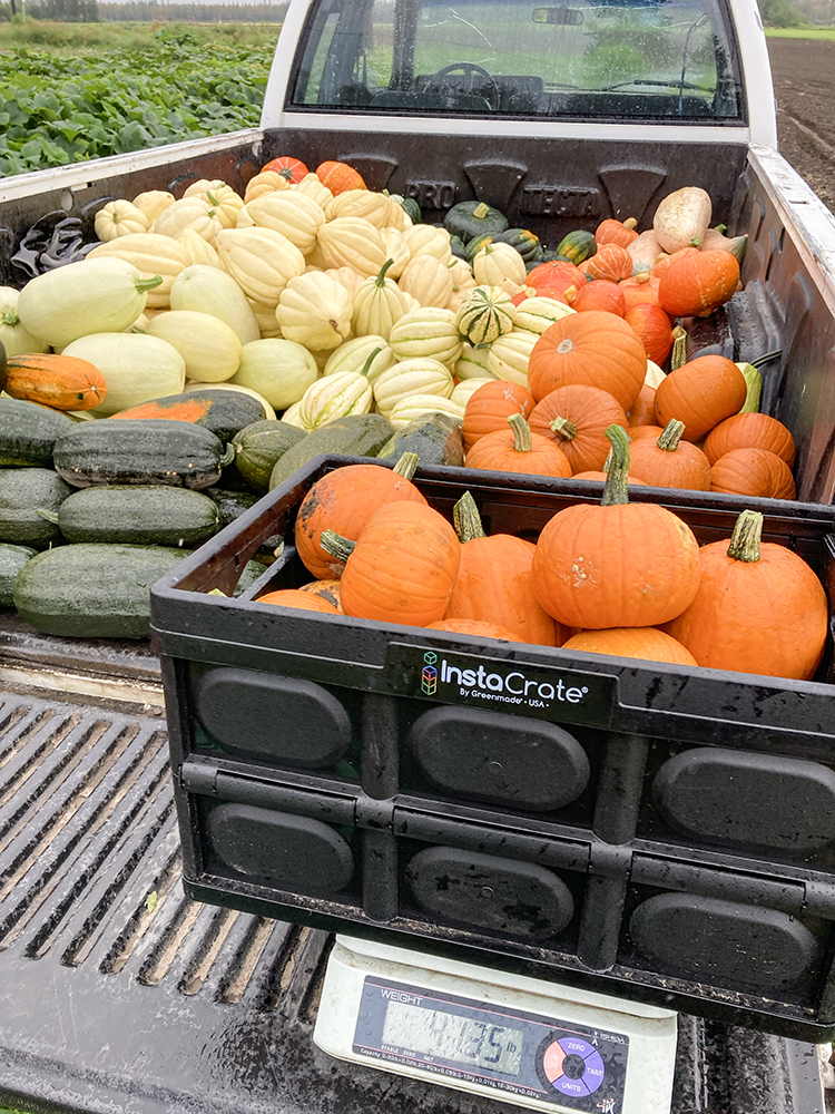 Green, yellow, and orange squash in a truckbed