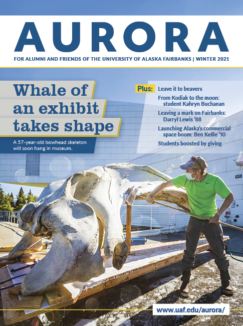 Cover of winter 2021 Aurora magazine. Shows man using a large tool to scrape a brush a bowhead whale skull.