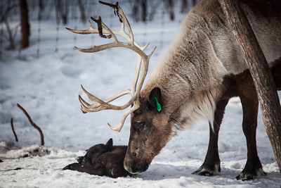 Know your reindeer