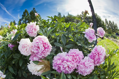 A century of big ideas: Exporting peonies to the world 