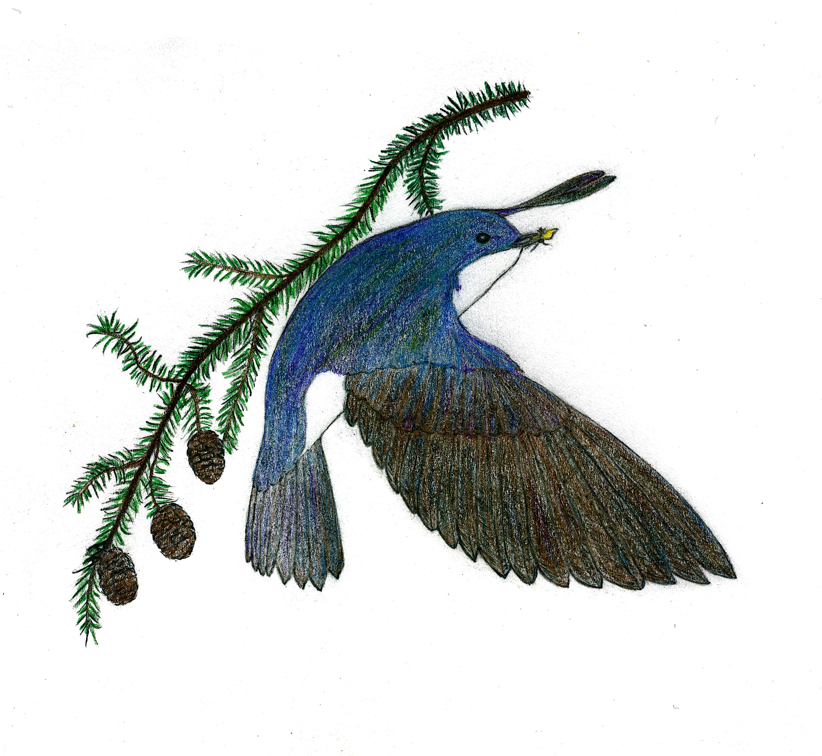 Illustration of a tree swallow with an insect in its beak and a tree branch with pine cones in the background