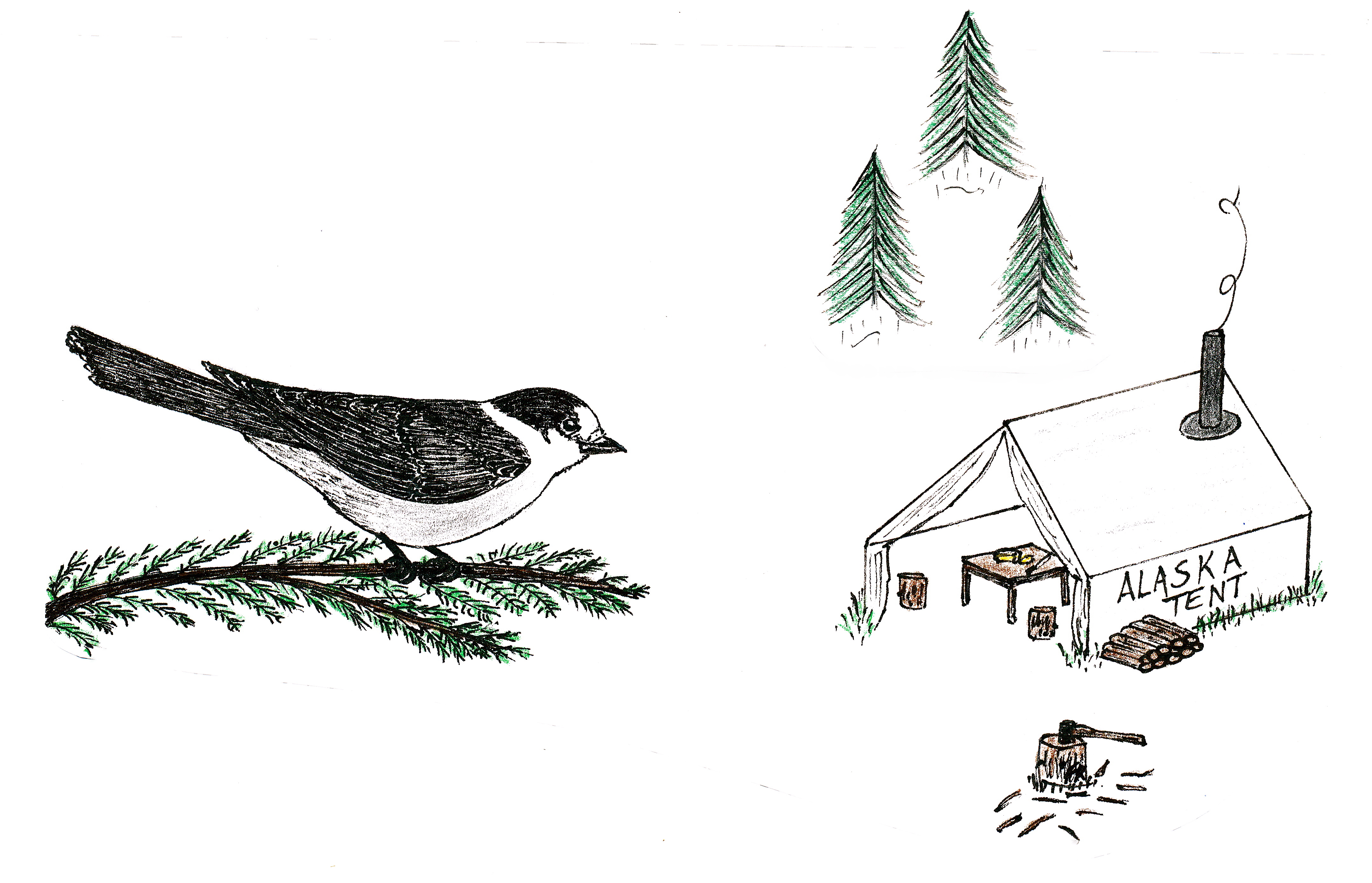 Illustration of a Gray jay on a branch looking down on a camp tent