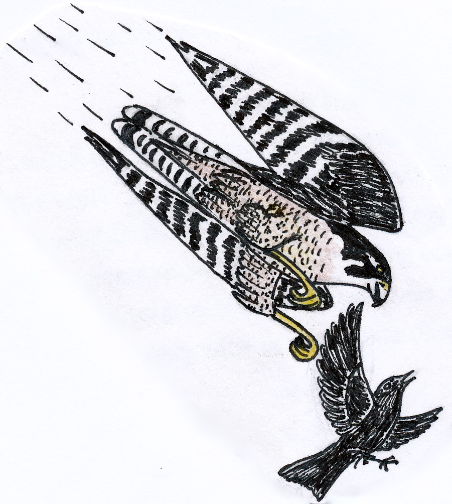 Illustration of a peregrine falcon diving at a smaller bird