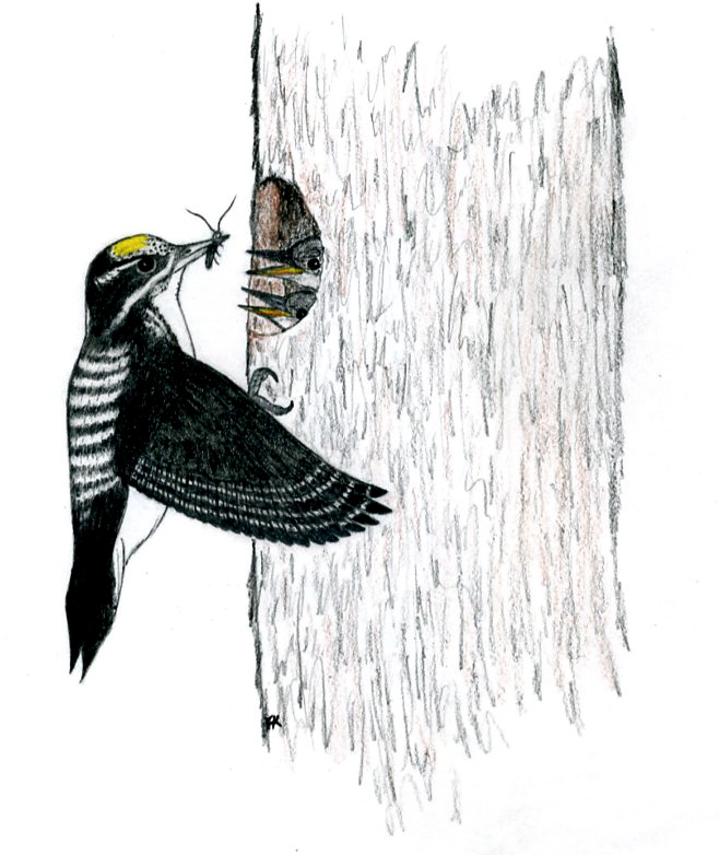 Illustration of a three-toed woodpecker with a bug in its beak feeding its young in a tree nest