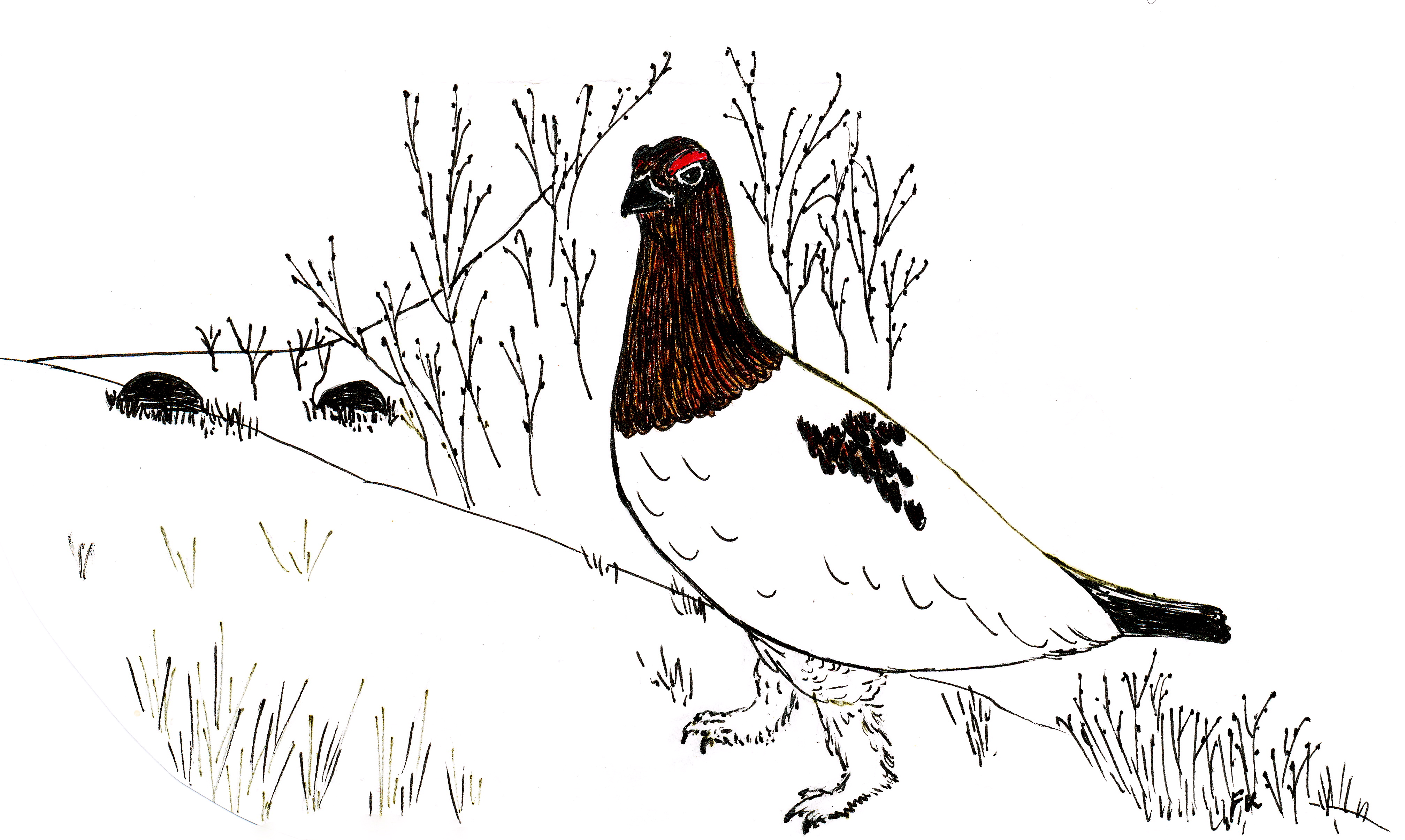 Illustration of a willow ptarmigan standing on the ground