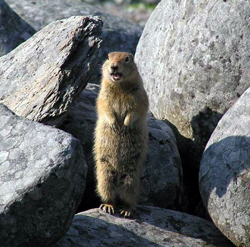 Ground squirrel in rocks