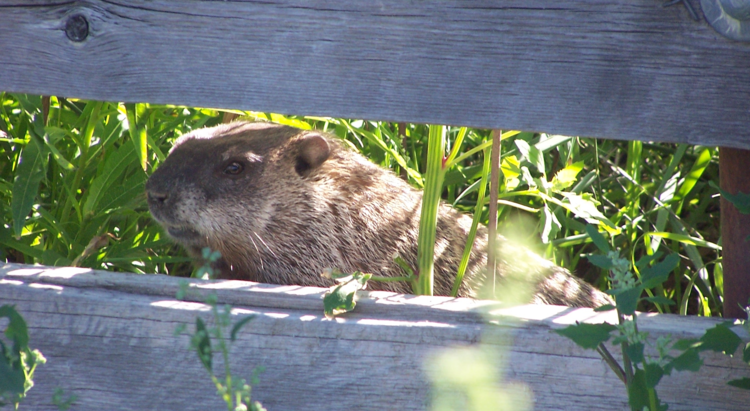 Groundhog peeking through a fence