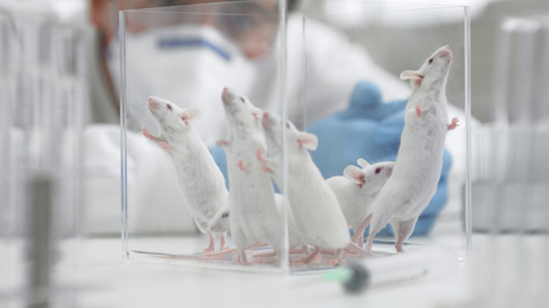 A group of mice in a cage