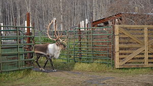 Reindeer walking through a gate