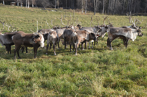 Reindeer in a field