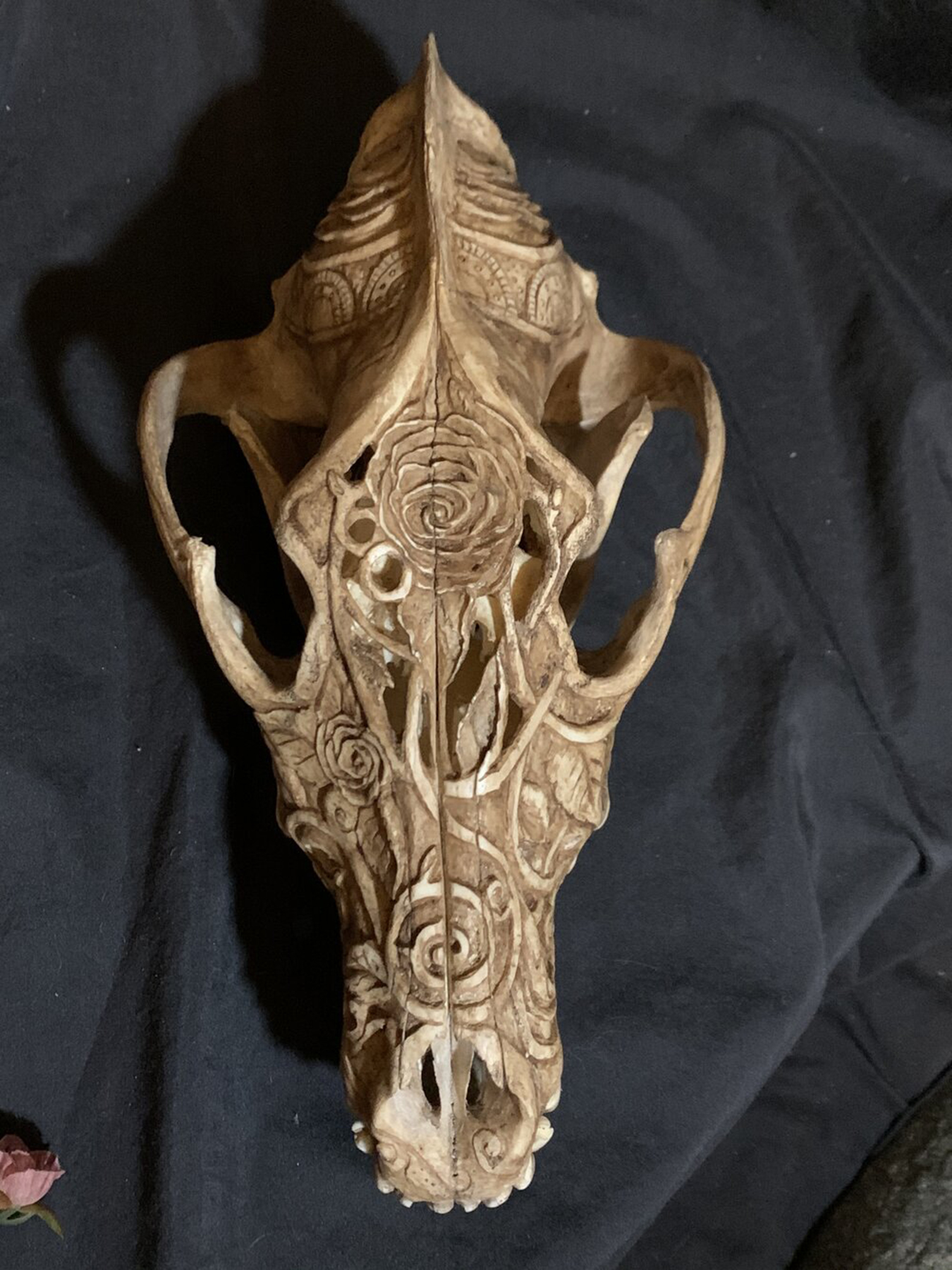 Carved Alaskan wolf skull. Image courtesy of Indi Walter