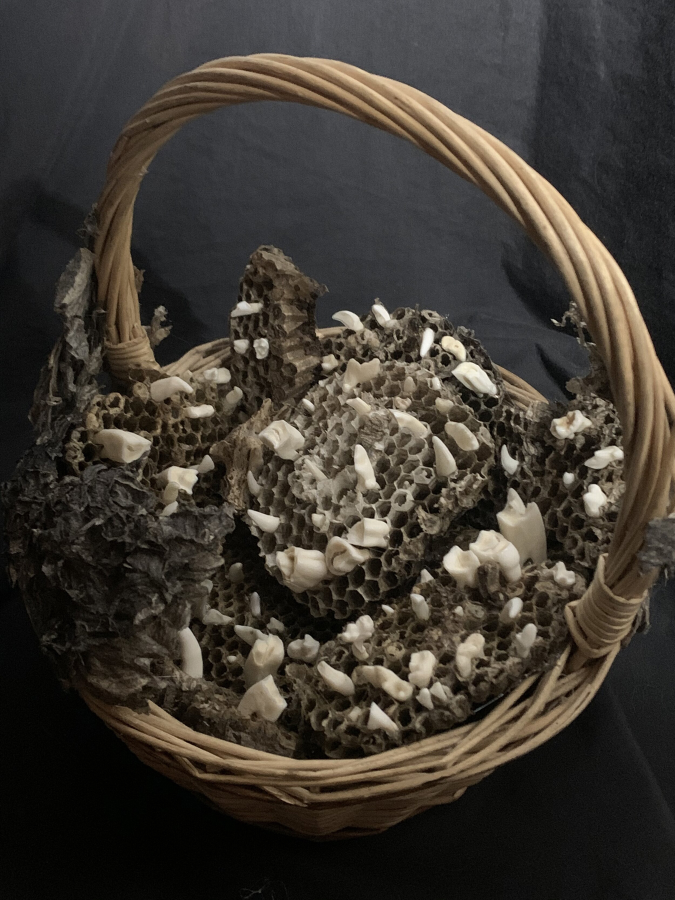 Wicker basket filled with paper wasp nests and assorted animal teeth. Image courtesy of Indi Walter