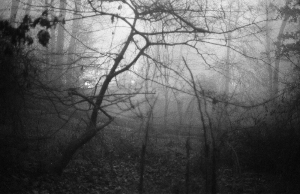 Black and white photo of a foggy forest, image courtesy of Kathryn Reichert