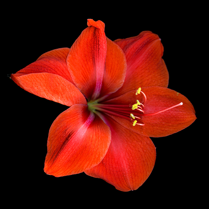 scanned image of a bright red amaryllis, courtesy of the artist