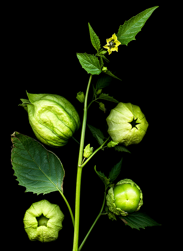 scanned image of green tomatilloes on a stalk, courtesy of the artist