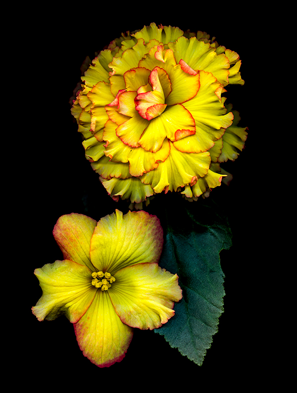 scanned image of two yellow begonias, courtesy of the artist
