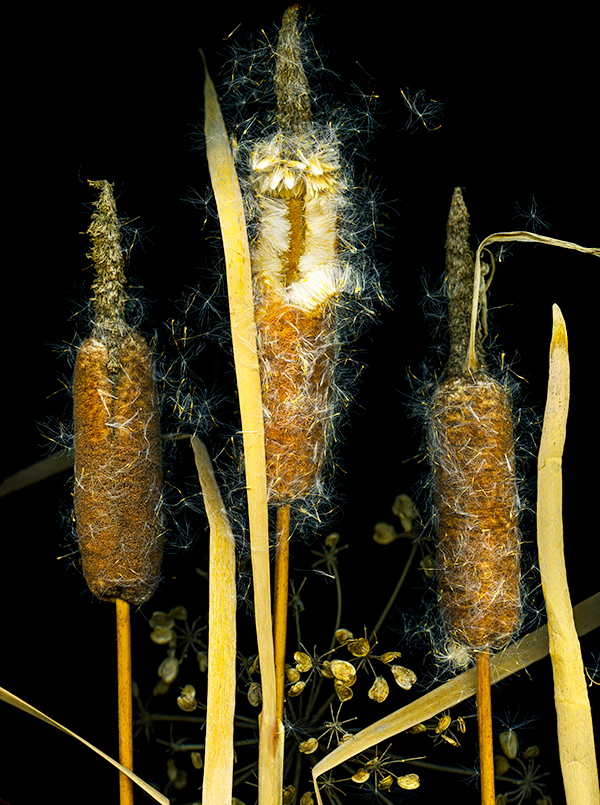 scanned image of cattails and cow parsnips, courtesy of the artist