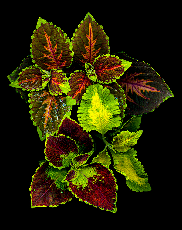 scanned image of a coleus, courtesy of the artist