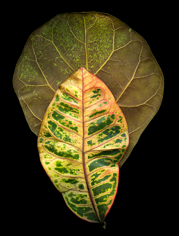 scanned image of a fiddle-leaf fig & croton, courtesy of the artist