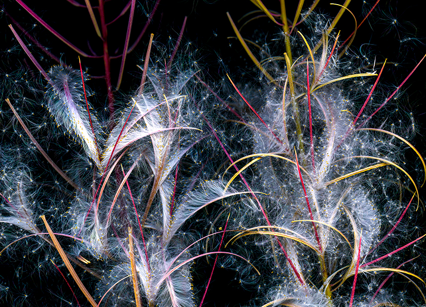 a scanned image of fireweed seed pods, courtesy of the artist
