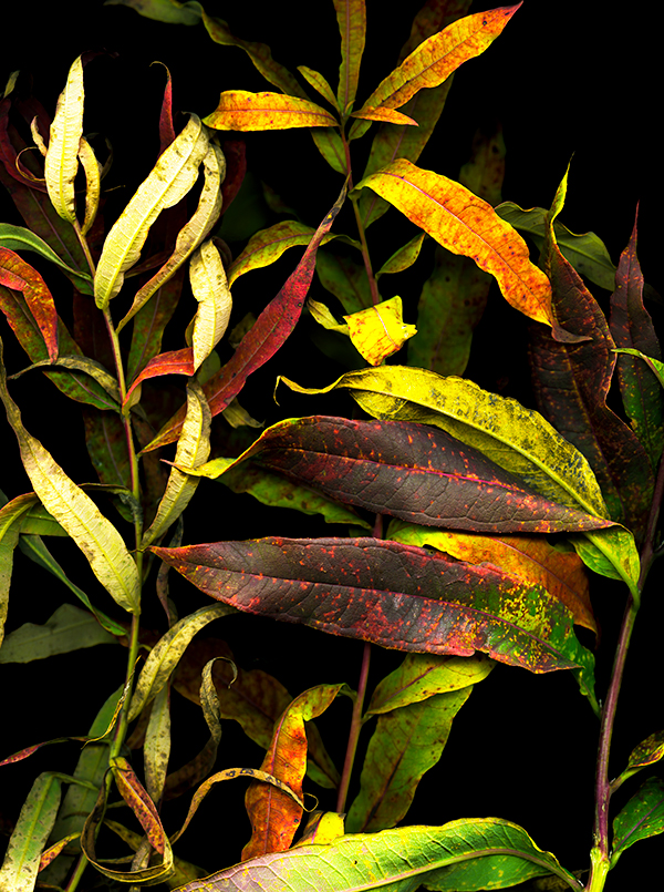 scanned image of fireweed leaves, courtesy of the artist