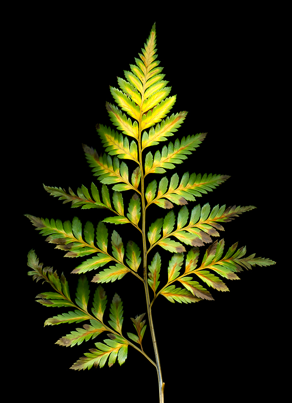 Scanned image of a leatherleaf fern, courtesy of the artist