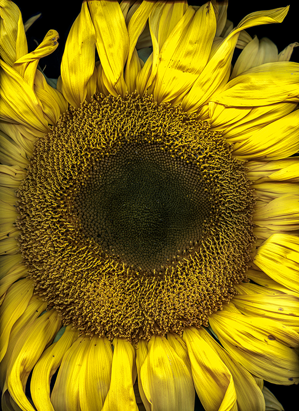 scanned image of a large sunflower, courtesy of the artist