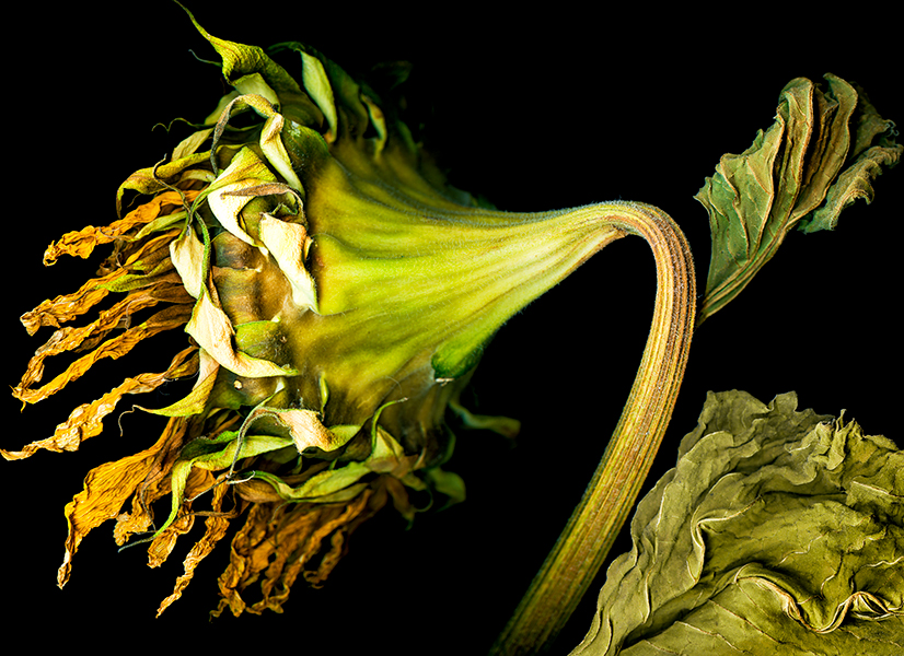 scanned image of a wilting sunflower on its side, courtesy of the artist