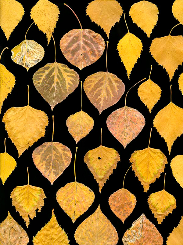 Scanned image of a grid of yellow leaves from the Paper Birch & Quaking Aspen, courtesy of the artist