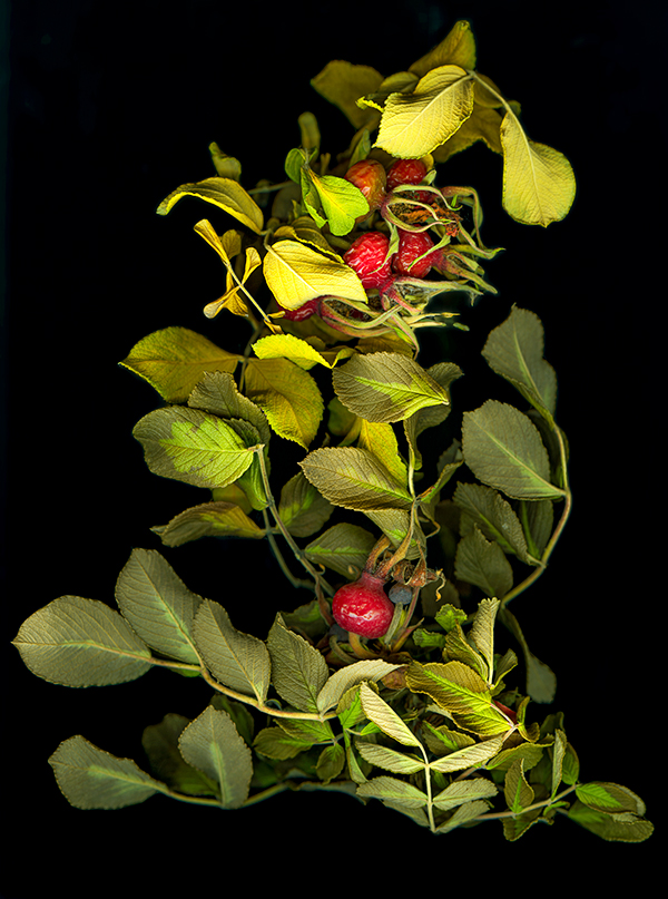 scanned image of a rosa rugosa, courtesy of the artist