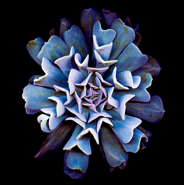 Scanned image of a rosette, courtesy of the artist