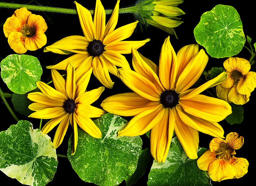 scanned image of yellow rudbeckia & nasturtians, courtesy of the artist