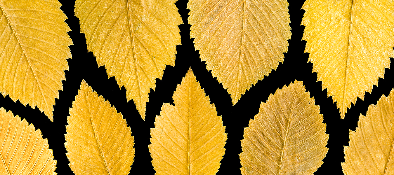two rows of yellow Siberian elm leaves, courtesy of the artist