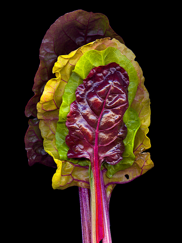 a scanned image of Swiss chard leaves stacked one on top of the other, courtesy of the artist