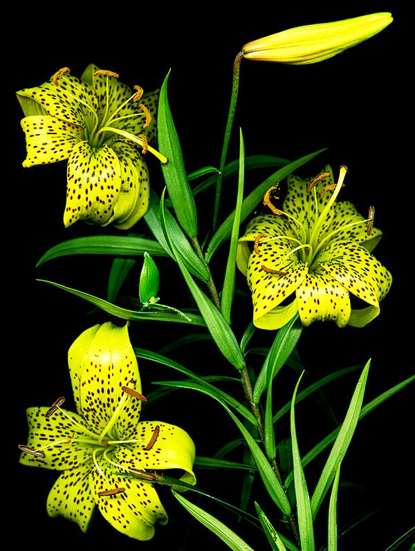 scanned image of green Tiger Lillies, courtesy of the artist