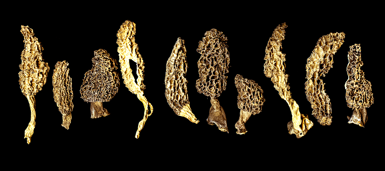scanned image of a row of morels, courtesy of the artist
