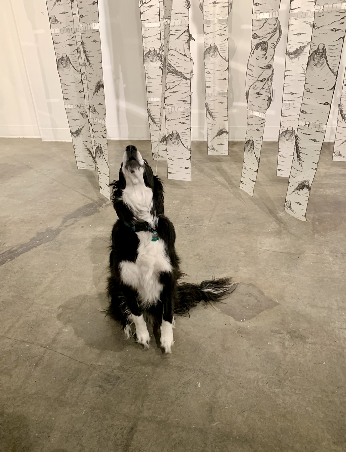 A black and white dog howls while sitting in front of the paper birch tree forest in Susan Andrews' MFA exhibition The Cascade Effect in the UAF Art Gallery. Image courtesy of the artist