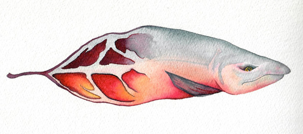 Salmon/leaf hybrid watercolor painting by Susan Andrews