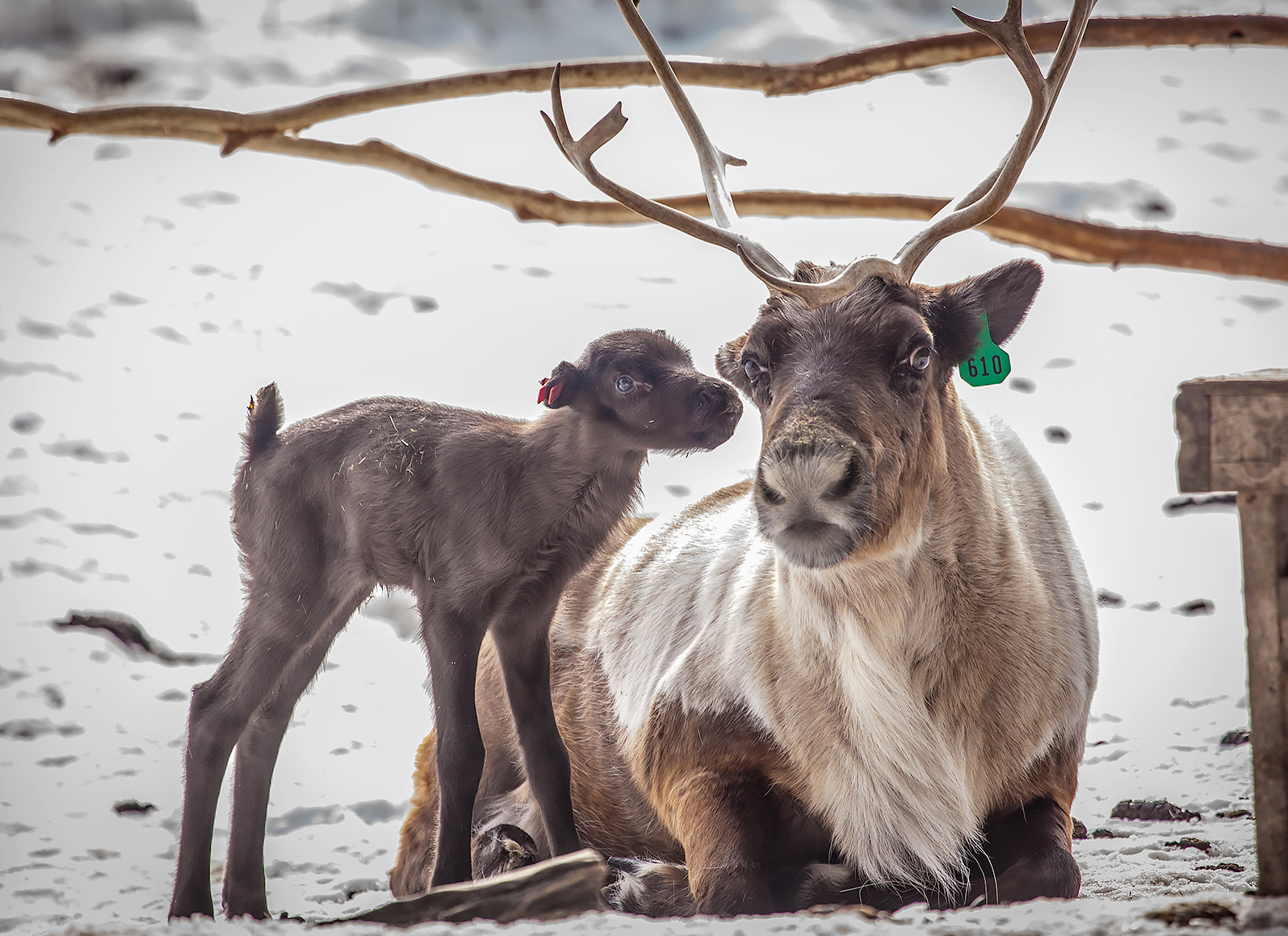 The first reindeer bull calf of the year stands beside his mom in April 2013 at the Fairbanks Experiment Farm. UAF photo by JR Ancheta.