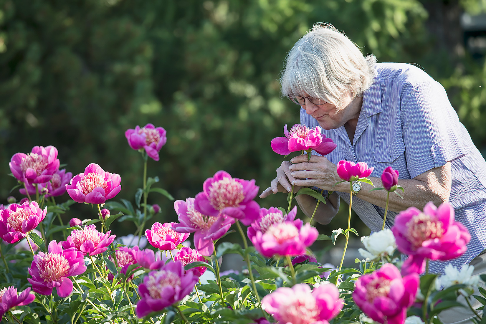Pat Holloway, who first promoted peony production in Alaska while a UAF horticulture professor, enjoys a bloom of the Leslie Peck variety in early July 2017 at the Georgeson Botanical Garden. UAF photo by JR Ancheta.