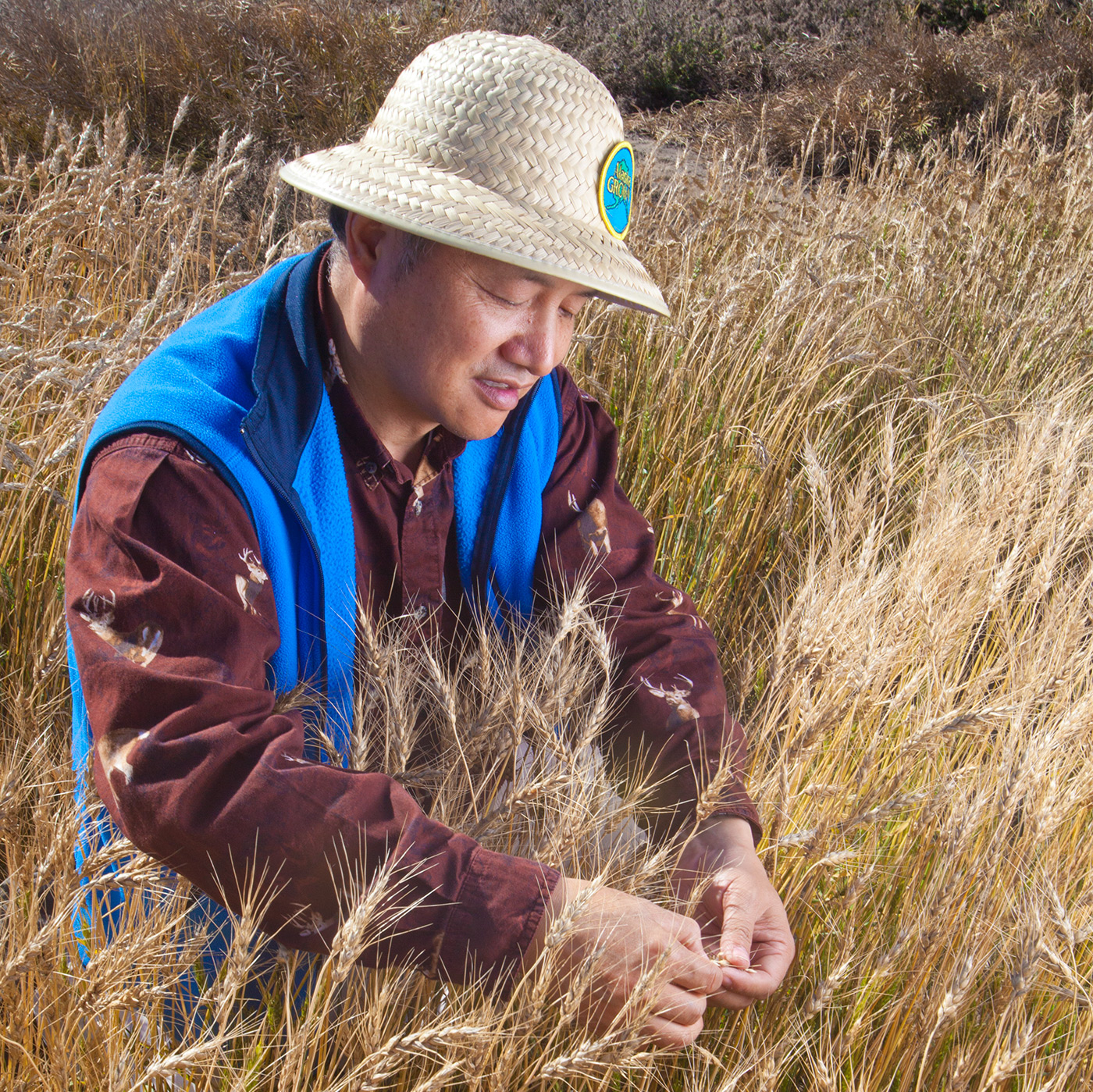 Mingchu Zhang, professor of agronomy and soil sciences with UAF’s School of Natural Resources and Extension, samples mature wheat in 2011. The wheat is being studied as a potential Alaska crop. UAF photo by Todd Paris.