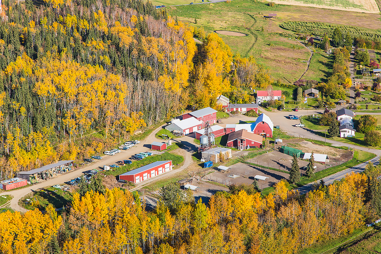 Fall colors brighten the hillside surrounding the Fairbanks Experiment Farm on Sept. 17, 2014. The farm was founded on this site in 1906 as one of several federal agricultural experiment stations in Alaska. It later became part of the university. UAF photo by Todd Paris.