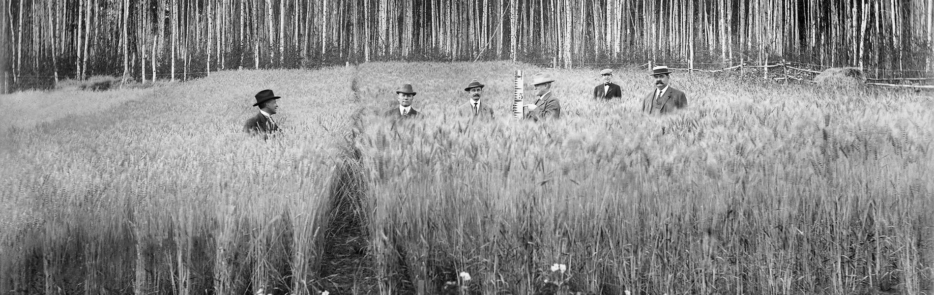 Men in a field of barley